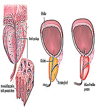 To Cure Prostatitis May