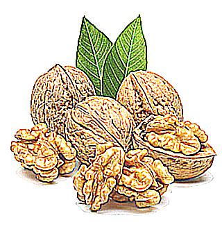 Walnuts For Impotence