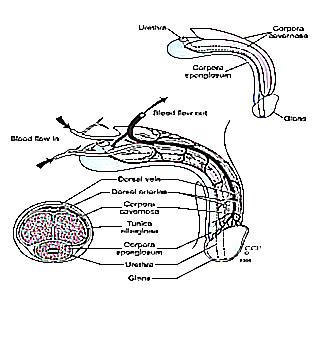 Why And How An Erection Occurs